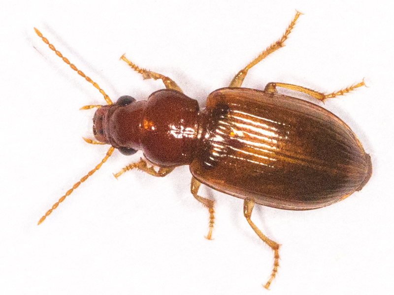 Bradycellus verbasci